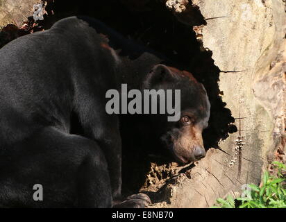 Sud-est asiatico Sun orso o Honey Bear (Helarctos malayanus) close-up di testa mentre cerca di cibo Foto Stock