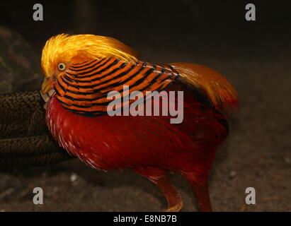 Dettagliato di close-up di testa di un maschio di Golden Pheasant o Fagiano Cinese (Chrysolophus pictus) Foto Stock