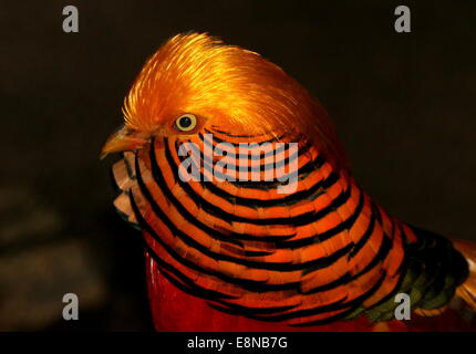 Dettagliato di close-up di testa di un maschio di Golden Pheasant o Fagiano Cinese (Chrysolophus pictus) Foto Stock