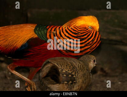 Maschio mascherato Golden Pheasant o Fagiano Cinese (Chrysolophus pictus) insieme con una gallina Foto Stock