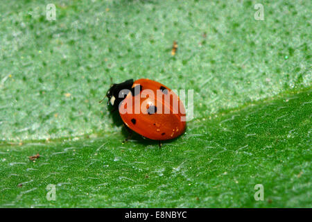 Coccinella sul hairy foglia verde Foto Stock