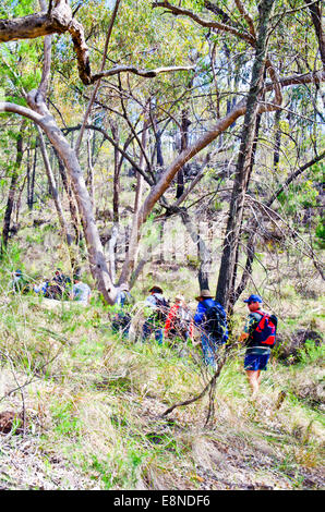 Gli escursionisti a piedi attraverso bush australiano. Foresta Pilliga NSW, Foto Stock