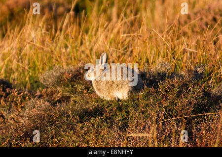 Middleham, North Yorkshire, Regno Unito. Xii Ottobre, 2014. Regno Unito Meteo. La lepre bianca in heather su Witton Moor. Credito: Cernan Elias/Alamy Live News Foto Stock
