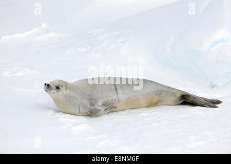 Guarnizione Crabeater (Lobodon carcinophagus) su un iceberg, Mare di Ross, Antartide. Foto Stock