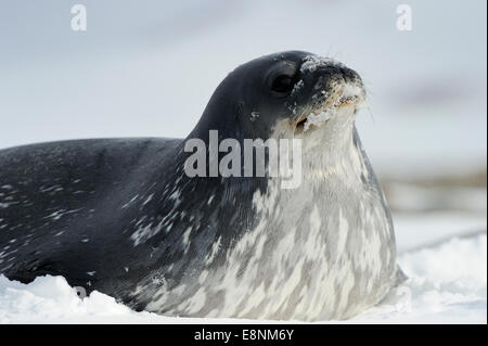 Guarnizione di Weddell (Leptonychotes weddelli) rilassante nella neve a Baia Terra Nova, Gondwana Antartide. Foto Stock