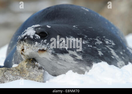 Guarnizione di Weddell (Leptonychotes weddelli) rilassante nella neve a Baia Terra Nova, Gondwana Antartide. Foto Stock