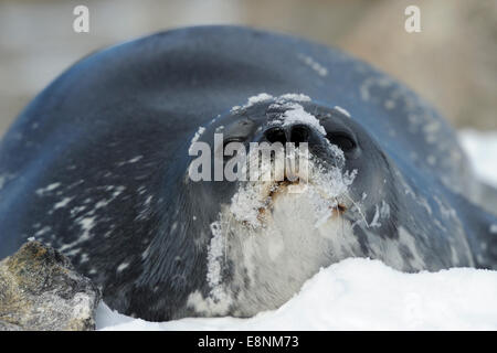 Guarnizione di Weddell (Leptonychotes weddelli) rilassante nella neve a Baia Terra Nova, Gondwana Antartide. Foto Stock