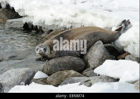 Weddel guarnizione (Leptonychotes weddelli) presso la costa su rocce e neve a Baia Terra Nova, Gondwana Antartide. Foto Stock