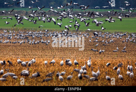 Gru cluster su un raccolto sul campo di mais da Stralsund in Karnin, Germania, 12 ottobre 2014. Fino a 70.000 gru attualmente resto in Pomerania Occidentale. Il picco di questo anno la gru in appoggio dovrebbe avvenire nel 'Vorpommern Boddenlandschaft' Parco Nazionale in questi giorni. A causa del clima mite e l'allevamento presto tempo, quest'anno gli uccelli migratori venuti insolitamente presto per le aree di riposo tra Fischland-Darss e l isola di Ruegen. Foto: Jens BUETTNER/DPA Foto Stock