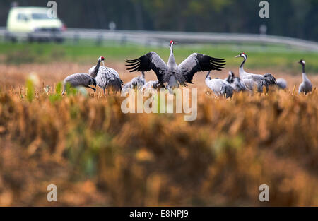 Gru cluster su un raccolto sul campo di mais da Stralsund in Karnin, Germania, 12 ottobre 2014. Fino a 70.000 gru attualmente resto in Pomerania Occidentale. Il picco di questo anno la gru in appoggio dovrebbe avvenire nel 'Vorpommern Boddenlandschaft' Parco Nazionale in questi giorni. A causa del clima mite e l'allevamento presto tempo, quest'anno gli uccelli migratori venuti insolitamente presto per le aree di riposo tra Fischland-Darss e l isola di Ruegen. Foto: Jens BUETTNER/DPA Foto Stock