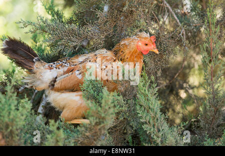 Ritratto di un pollo su un albero Foto Stock