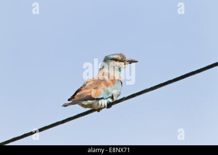 Rullo europea (Coracias garrulus) singolo uccello appollaiato sul filo del telegrafo, contro un cielo blu. Foto Stock