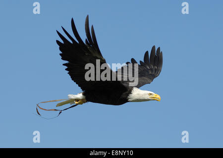 Aquila calva Haliaeetus leucocephalus in volo Foto Stock