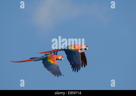 Una coppia di Scarlet Macaws Ara macao in volo Foto Stock