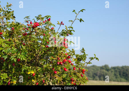 Cinorroidi bush con maturi hips tutto Foto Stock