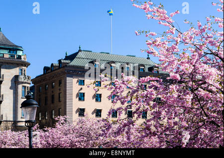 Stoccolma, Svezia. Fiore di Ciliegio in Kungsträdgården. Foto Stock