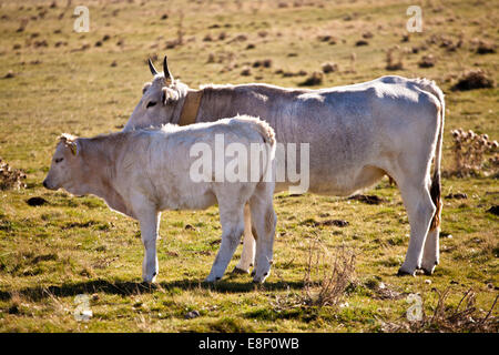 Mucca in un campo Foto Stock