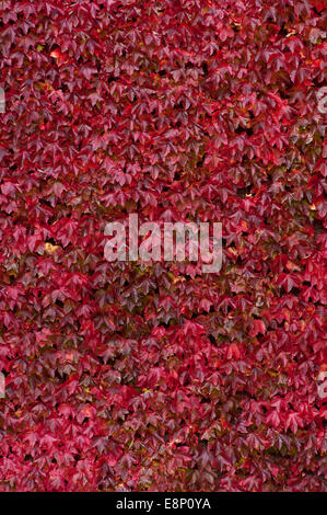 Vine maple colori autunnali sul campus universitario Foto Stock