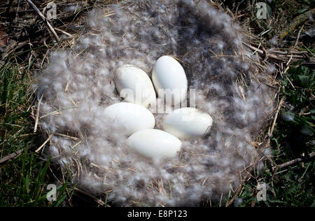 Uno sguardo alla vita in Nuova Zelanda. Canada nido d'oca con uova, in natura. Foto Stock