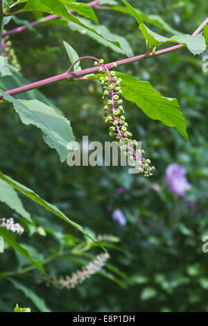 Un American pokeweed pianta con frutti di bosco in via di sviluppo al fine di estate Foto Stock