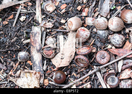 Ghiande sparse su un suolo della foresta. Foto Stock
