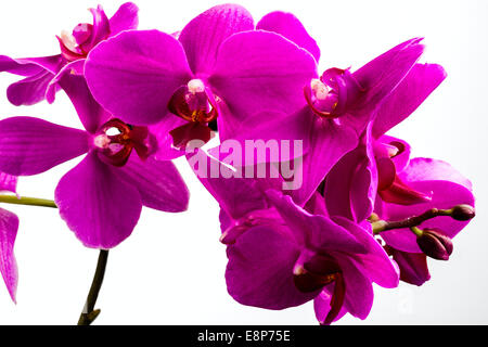 Splendida orchidea rossa fiore su sfondo bianco Foto Stock