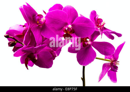 Splendida orchidea rossa fiore su sfondo bianco Foto Stock