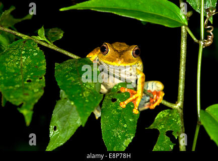 Mappa raganella (Hypsiboas geographicus), in habitat, famiglia Hylidae, Tambopata Riserva Naturale di Madre de Dios regione, Perù Foto Stock