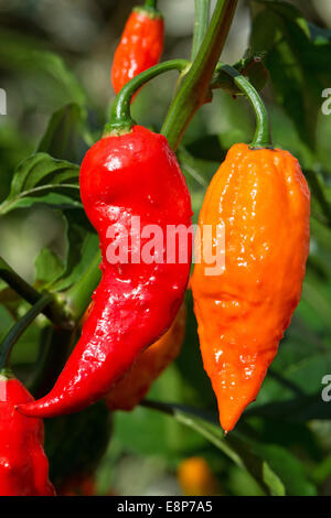 Estremamente calda Bhut Jolokia peperoncino (alias ghost peperoni) crescente. Regno Unito, 2014. Foto Stock