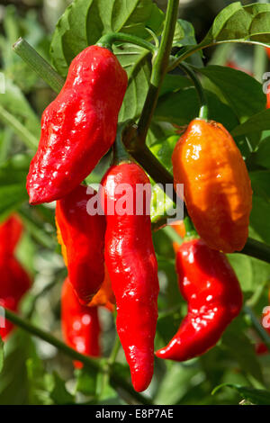 Estremamente calda bhut jolokia peperoncino (alias ghost peperoni) crescente. Regno Unito, 2014. Foto Stock