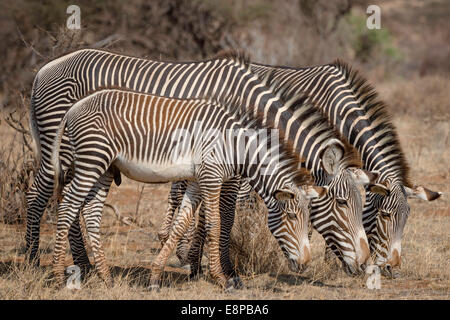 Famiglia di tre di Grevy zebre al pascolo Foto Stock
