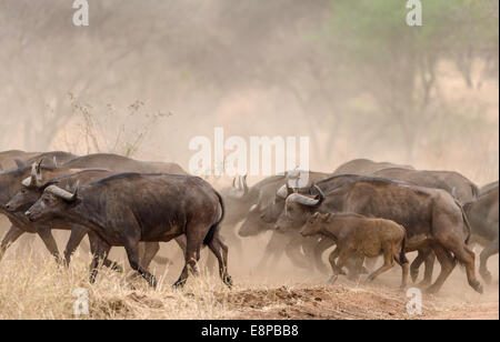 Mandria di bufali stampeding nella polvere Foto Stock