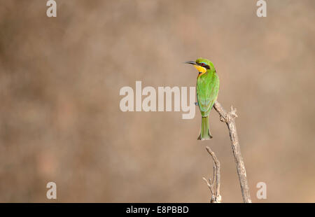 Madagascar gruccione appollaiato su un ramo Foto Stock