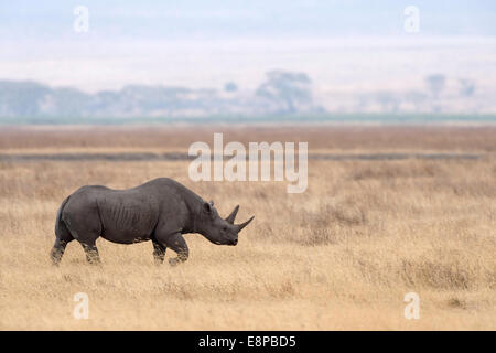 Lone rinoceronte bianco a piedi attraverso l'erba attraverso la base del cratere di Ngorongoro Foto Stock