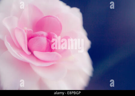 Close up fiore rosa Foto Stock