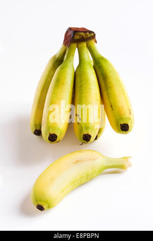 Musa. Un mazzetto di mini banane. Foto Stock