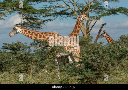 Tre della Rothschild Giraffe navigazione su alberi di acacia Foto Stock