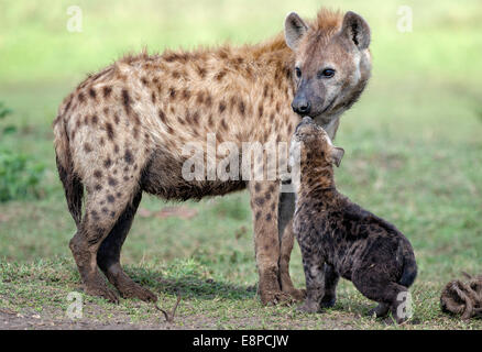 Spotted Hyaena e cub in un momento di gara Foto Stock