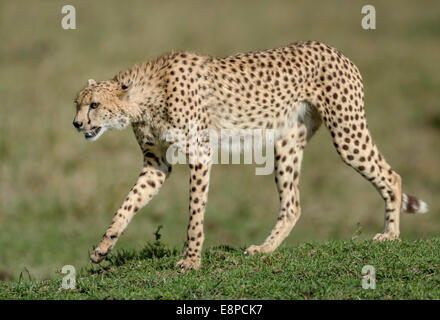 Lone Cheetah Camminare intenzionalmente Foto Stock