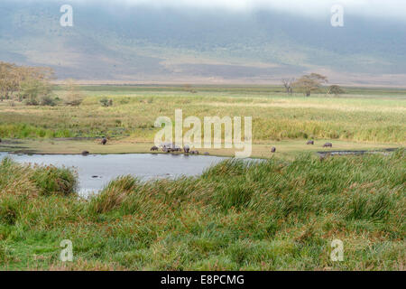 Visualizza in basso nel cratere di Ngorongoro affacciato a Ippona stagno con il bordo del cratere in background Foto Stock