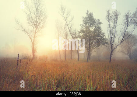 Bella nebbiosa mattina di sole in un campo selvatico sul bordo della foresta Foto Stock