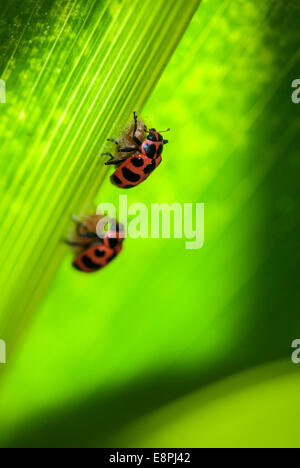 Due coccinelle (Coleomegilla maculata) sulla sommità di un parassitoide cocoon (Dinocampus coccinellae) come visto su una foglia in un cornfield. Foto Stock