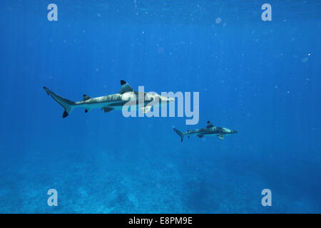 Due blacktip gli squali nuotare sott'acqua Foto Stock