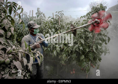 Il nord di Sumatra, Indonesia. Xiii oct, 2014. Un agricoltore pulisce la cenere sul suo impianto causato dall'eruzione del Monte Sinabung a Sibintun villaggio nel nord di Sumatra, Indonesia, 13 ottobre, 2014. Il vulcano Mount Sinabung è tra più di 120 vulcani attivi in Indonesia e aveva eruttato per quattro volte dal precedente domenica. Credito: Tanto H./Xinhua/Alamy Live News Foto Stock