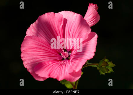 Fiore di un rosa malva (Lavatera trimestris) Foto Stock