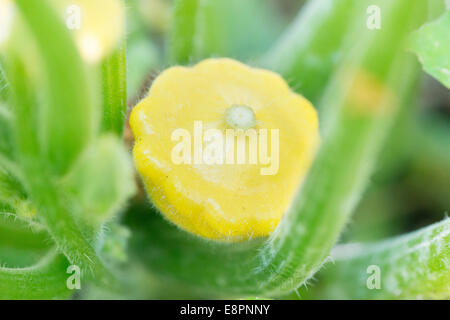 Zucchina piccola (Cucurbita pepo) cresce in giardino Foto Stock