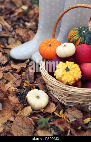 Autunno still life con differenti sagomate e colorate zucche Foto Stock
