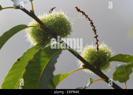 Sweet Chestnut Tree - coppia verde lolla di frutta e foglie - Studley Royal Park, Ripon, North Yorkshire, Regno Unito Foto Stock
