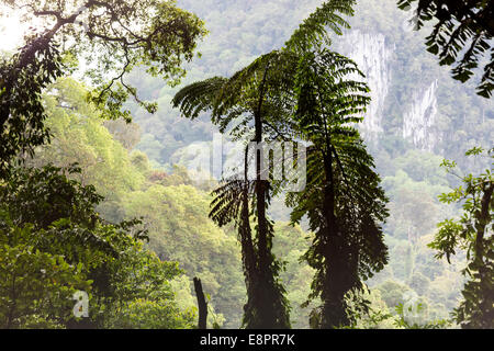 Tree fern nella foresta pluviale in ingresso alla grotta di cervi, Mulu, Malaysia Foto Stock