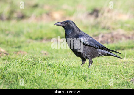 Close-up di un carrion crow (Corvus corone), alimentazione su un coniglio morto Foto Stock